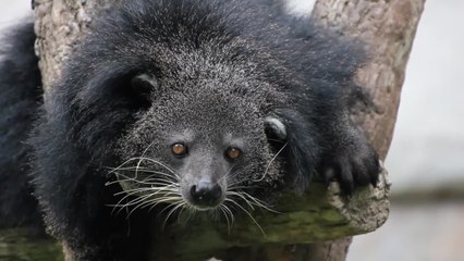 The Bearcat Isn't A Bear Or A Cat, But It Does Smell Like Popcorn