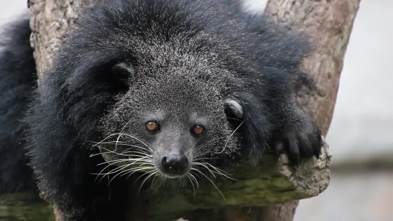 The Bearcat Isn't A Bear Or A Cat, But It Does Smell Like Popcorn