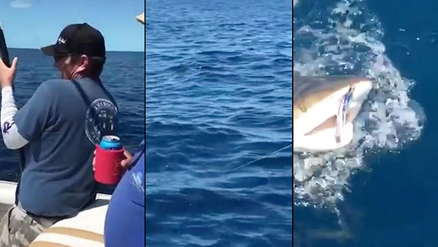 Un pêcheur attrape un requin lorsqu'un second squale attaque le premier