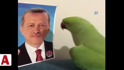 Papağanın Cumhurbaşkanı Erdoğan sevgisi