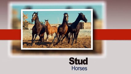 Watch Exclusive Promo - Horses from the Stable of M H Sultania Awan Club