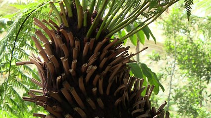 Estufa com plantas raras reabrirá em Londres