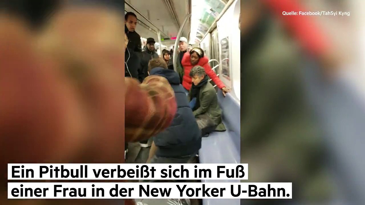 Dramatische Szenen in der U-Bahn: Hund beißt sich in Fuß von Passagierin fest. Doch der Vorfall hat eine Vorgeschichte ...