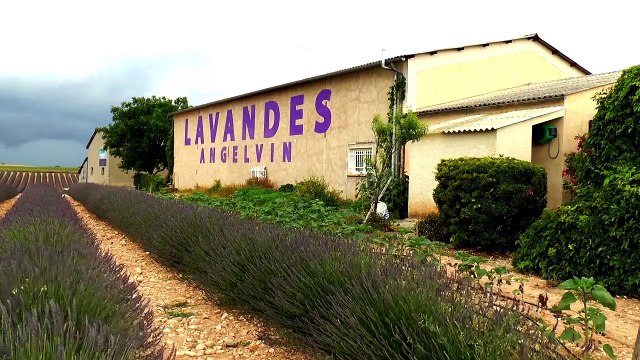 Alpes-de-Haute-Provence : la cicadelle, le fléau des champs de lavandes