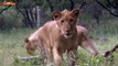 Невероятная дружба человека и львов / Документальный фильм на Amazing Animals TV