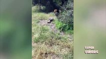 impactante momento en que un hombre es atacado por uno de sus propios leones