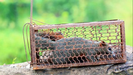 Pinnacle Pest Management BPT - (203) 349-3128