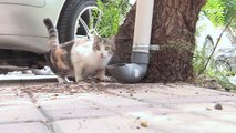 Feline hungry? Tubes installed to feed stray cats in Damascus