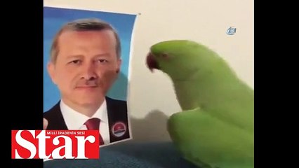 Papağanın Cumhurbaşkanı Erdoğan sevgisi rekor kırdı
