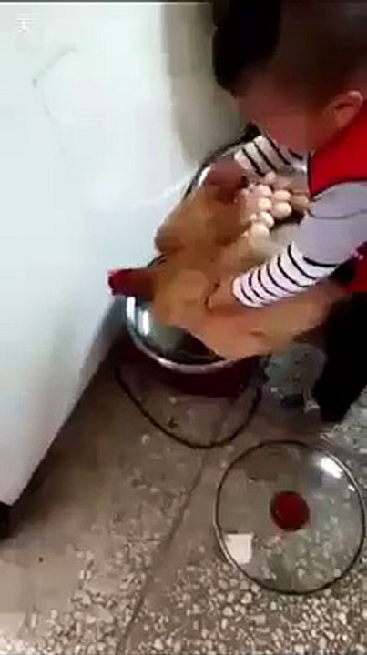Friptura de gaina