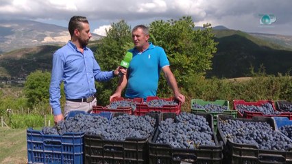 Ne Shtepine Tone, 13 Tetor 2017, Pjesa 4 - Promovim - Tradita e rrushit në Therepel