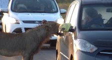Aslan, Trafikte Sıkışan Otomobilin Kapısını Açmaya Çalıştı