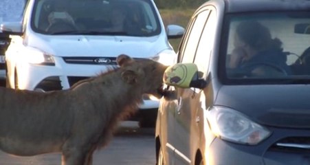 Aslan, Trafikte Sıkışan Otomobilin Kapısını Açmaya Çalıştı