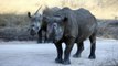 شاهد: بعد غياب 50 عاما، وحيد القرن الأسود يعود إلى تشاد