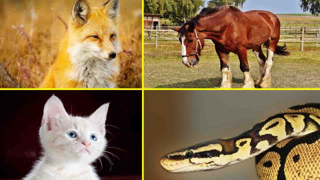 Zodiac Signs: Know about Animal that your Soul relates to, reveals your PERSONALITY traits | Boldsky