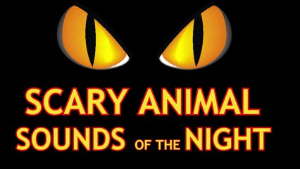 Scary Animal Sounds Of The Night REAL ANIMALS