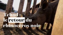 Tchad : le retour du rhinocéros noir