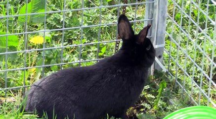 RSPCA Desperate for New Homes