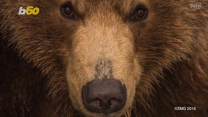 A Fearless Photographer Gets Buddy-Buddy With Brown Bears Even Swimming With Them