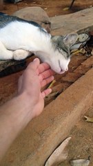 Ce chat est-il mort