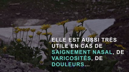 Arnica :  3 vertus santé