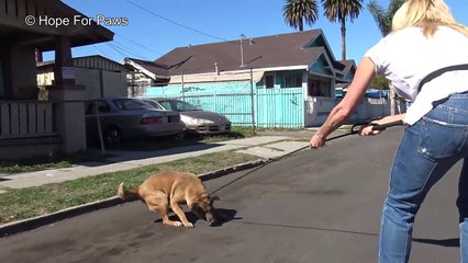 Cachorro idoso e cego é finalmente resgatado após uma vida inteira nas ruas