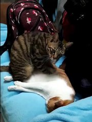 Cat Gives a Paw Massage