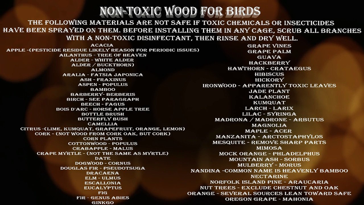 List of Toxic And Non Toxic Things || For Your Pet Bird