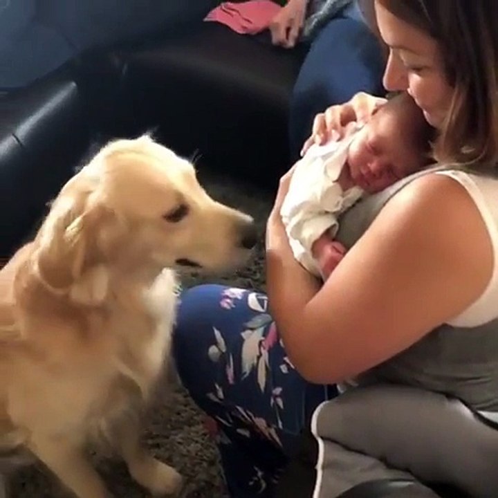 Un chien fait connaissance du bébé de la famille