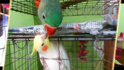 Sunny and Chiku || Alexandrine and Lutino Cockatiel