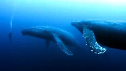 Baleines à bosse - il n'y a pas d'âge pour être curieux