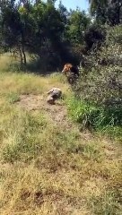 Lors d’un safari un homme s'est fait traîner par un lion.