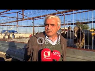 Shkodër - Nis kontrolli i “zinxhirit” të mishit, thertoret dhe tregjet pa standarde do mbyllen