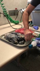 Fumeurs voici à quoi ressemblent vos poumons !