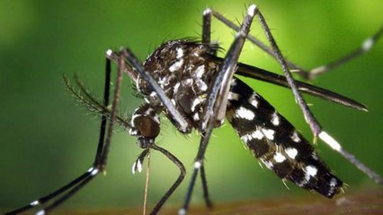 Alpes du Sud : le moustique-tigre est de retour