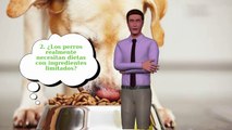 Ingredientes Limitados Para Perros: ¿Es Lo Correcto Para Su Perro?