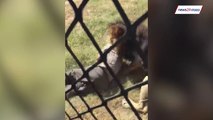 Un lion attaque son maître avec une violence redoutable