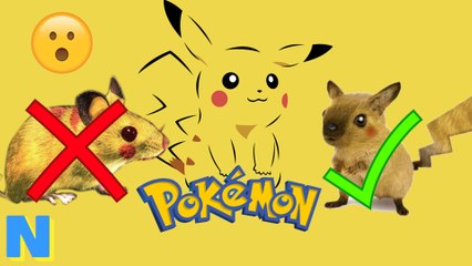 Pikachu Isn’t A MOUSE?! Pokemon Fandom SHOCKED By Creators Revelations! | NW News