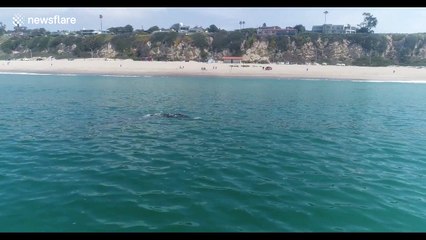 Drone captures incredible footage of gray whale without a tail