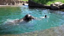Elephant Samudra from the Oregon Zoo cools down by making a big splash and swimming in front of amazed visitors. Enjoying the water, Samudra stands and raises i