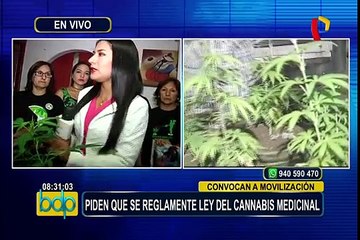 Padres continúan a la espera de reglamentación de ley del cannabis  medicinal