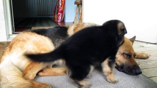 German shepherd puppy - Playing with mom