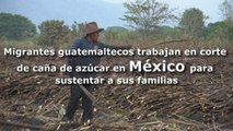 Migrantes guatemaltecos trabajan en corte de caña de azúcar en México para sustentar a sus familias