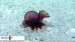 Deep-Ocean Footage Captures Frenzied Feeding Habits Of A Sea Cucumber