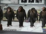 singes danse