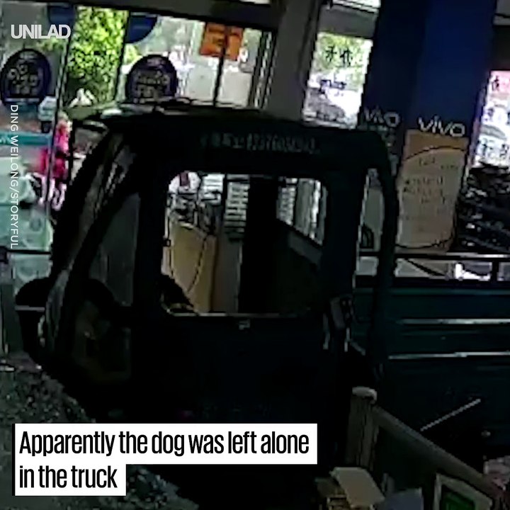 Un camion défonce la vitrine d'un magasin et regardez qui conduisait... Un chien