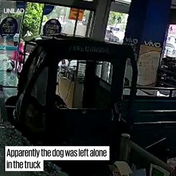 Un camion défonce la vitrine d'un magasin et regardez qui conduisait... Un chien