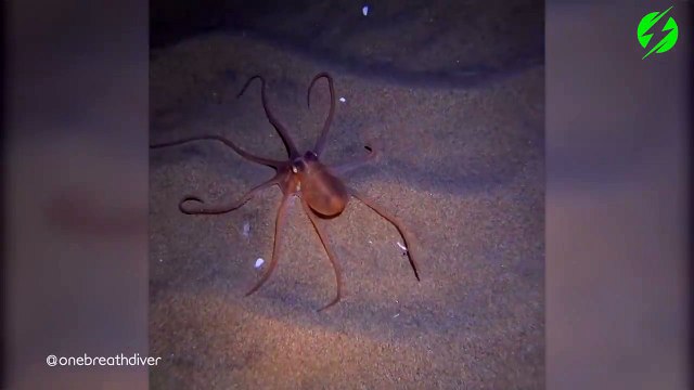 Les capacités de camouflage de ce poulpe sont incroyable