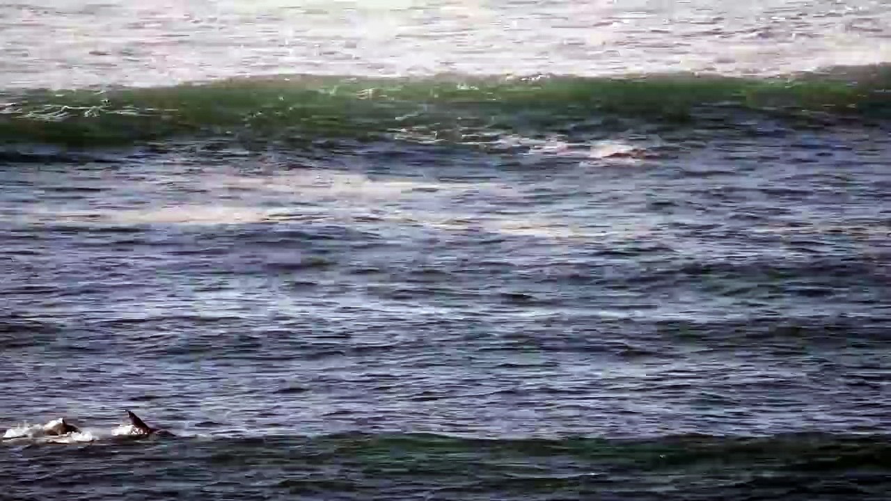 Un Paddleboarder face à un dauphin !