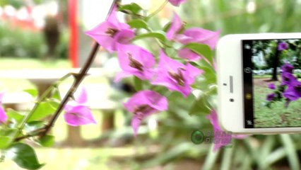 Aprenda a desfocar o fundo das fotos